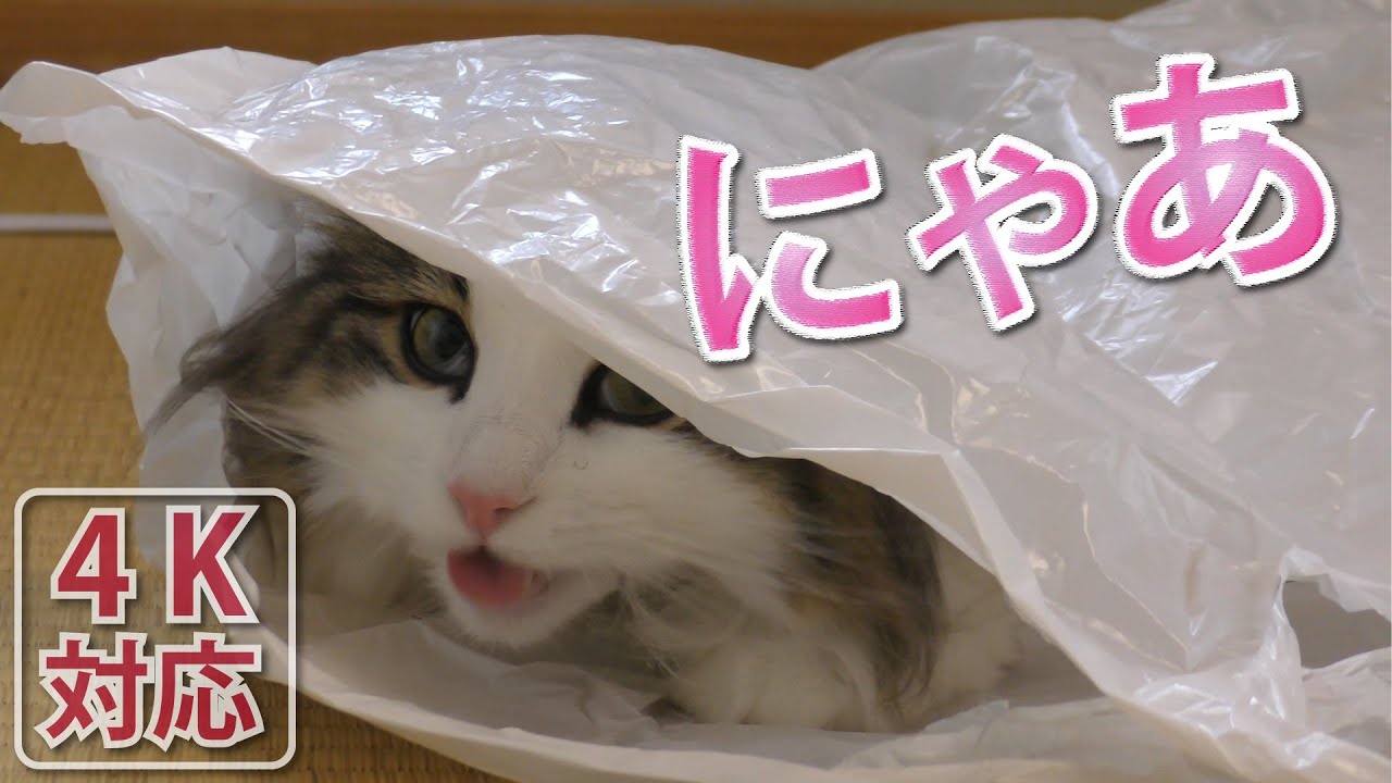 《ひじき》ニトリの袋はお値段以上 -ノルウェージャンフォレストキャット-