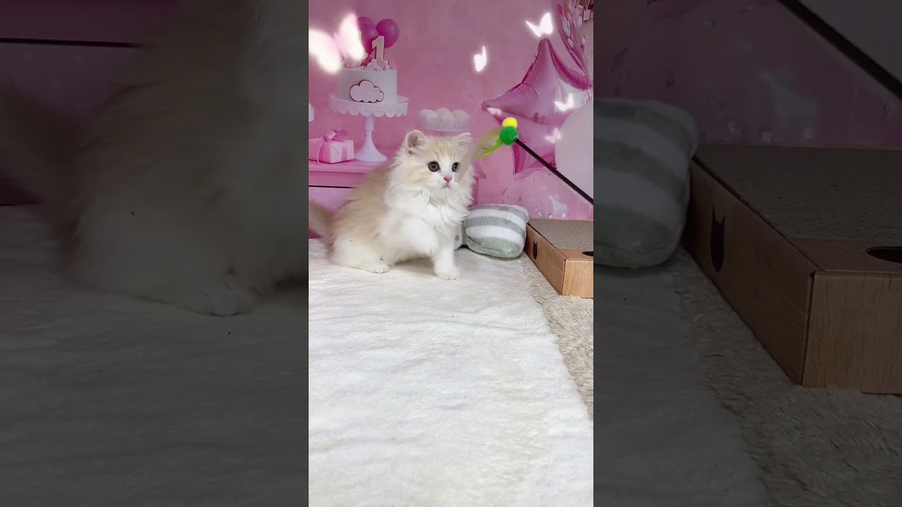 【ご家族様募集中】長足マンチカン女の子♡ #cat #かわいい子猫 #kitten #子猫 #cute #子猫ブリーダー #長足マンチカン #マンチカン