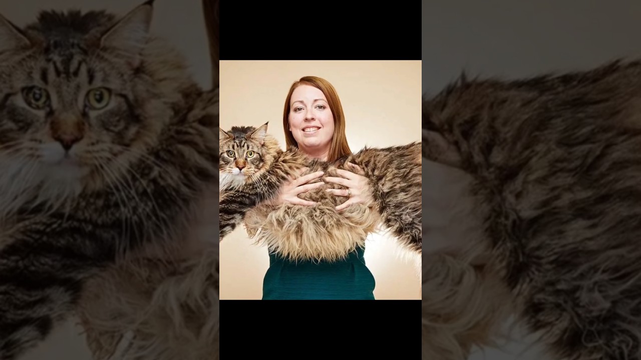 BIGGEST CAT!!!🐱 ( Maine Coon Breed) #shorts #viralshorts #viralvideo #cat