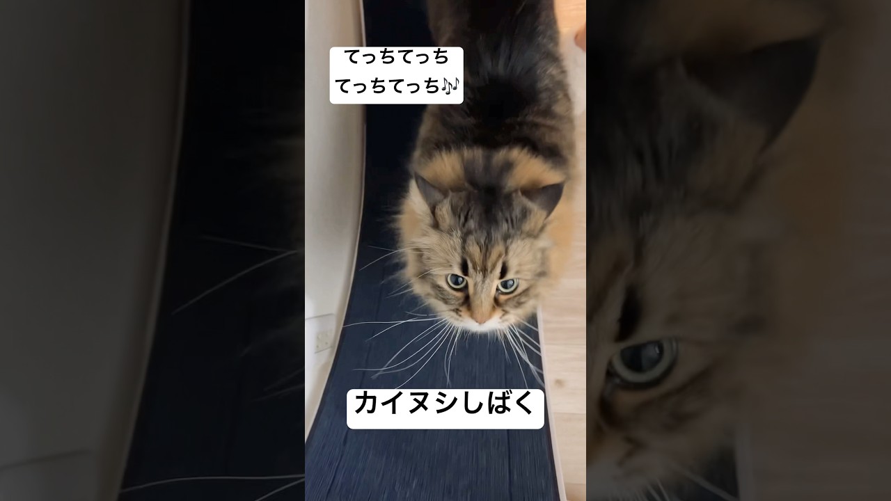 ドキドキ飼い主シバきタイム #猫 #サイベリアン #キャットホイール