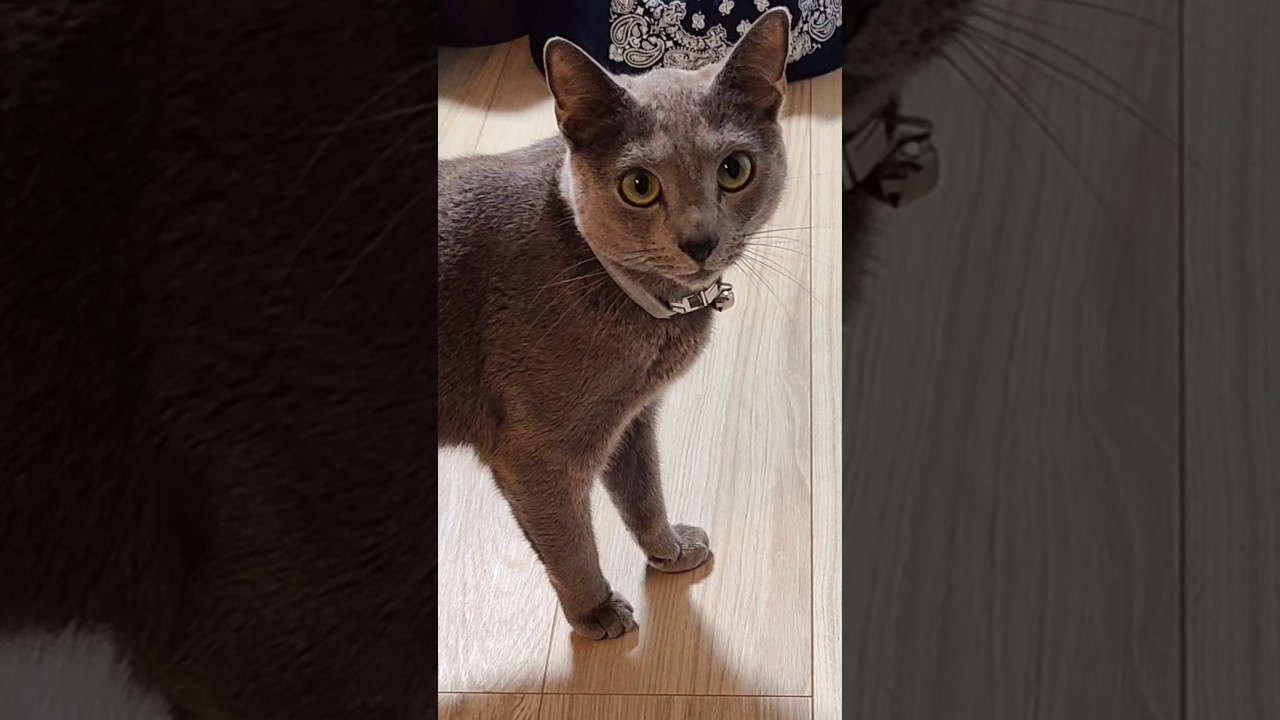 笑ったら負け ノリのいい猫 #猫 #ロシアンブルー #shorts 踊る猫
