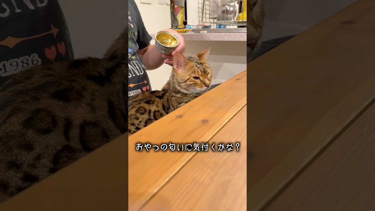 こっそり後ろからおやつの匂いをさせるといつ気付く？  #ルトロゼ #ベンガル #cat