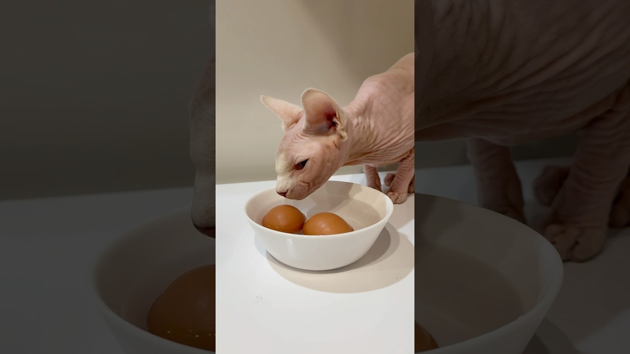 卵が気になる毛のない猫【スフィンクス】