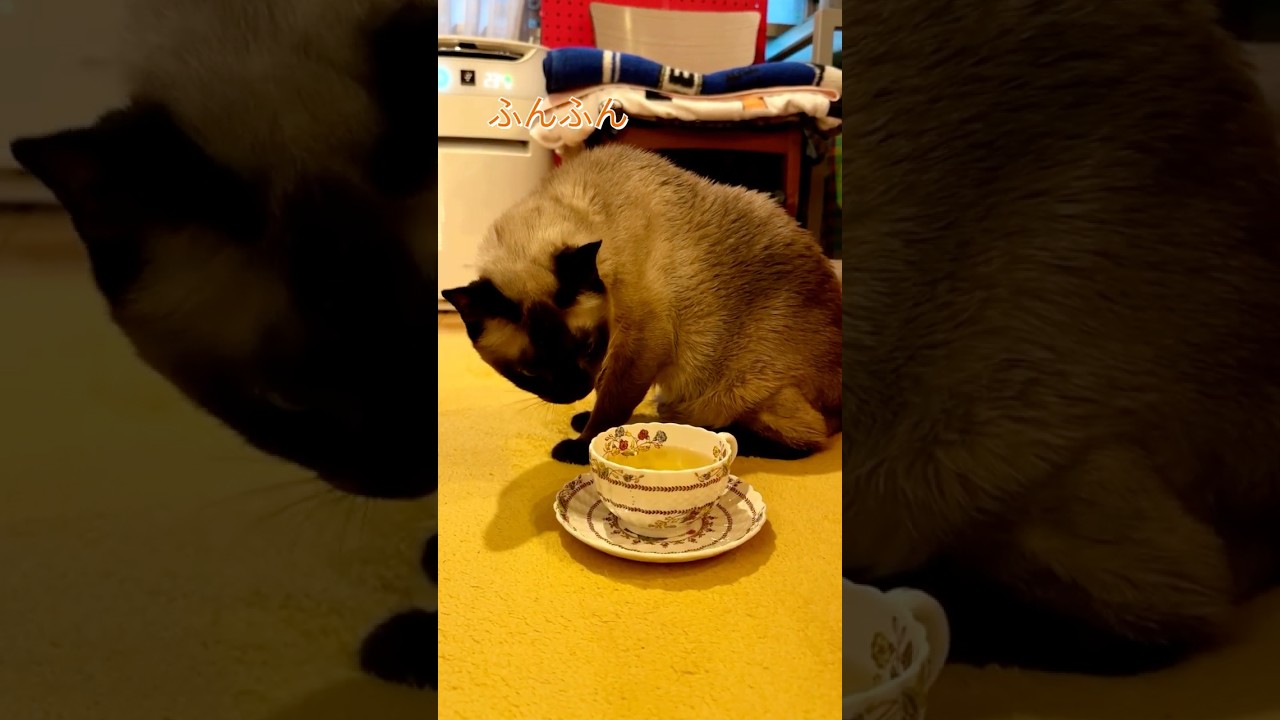 お茶を出されて困惑するシンガプーラとたぬき猫なのにゃ♪ #cat #シンガプーラ #トンキニーズ#たぬき猫#singapura#tonkinese
