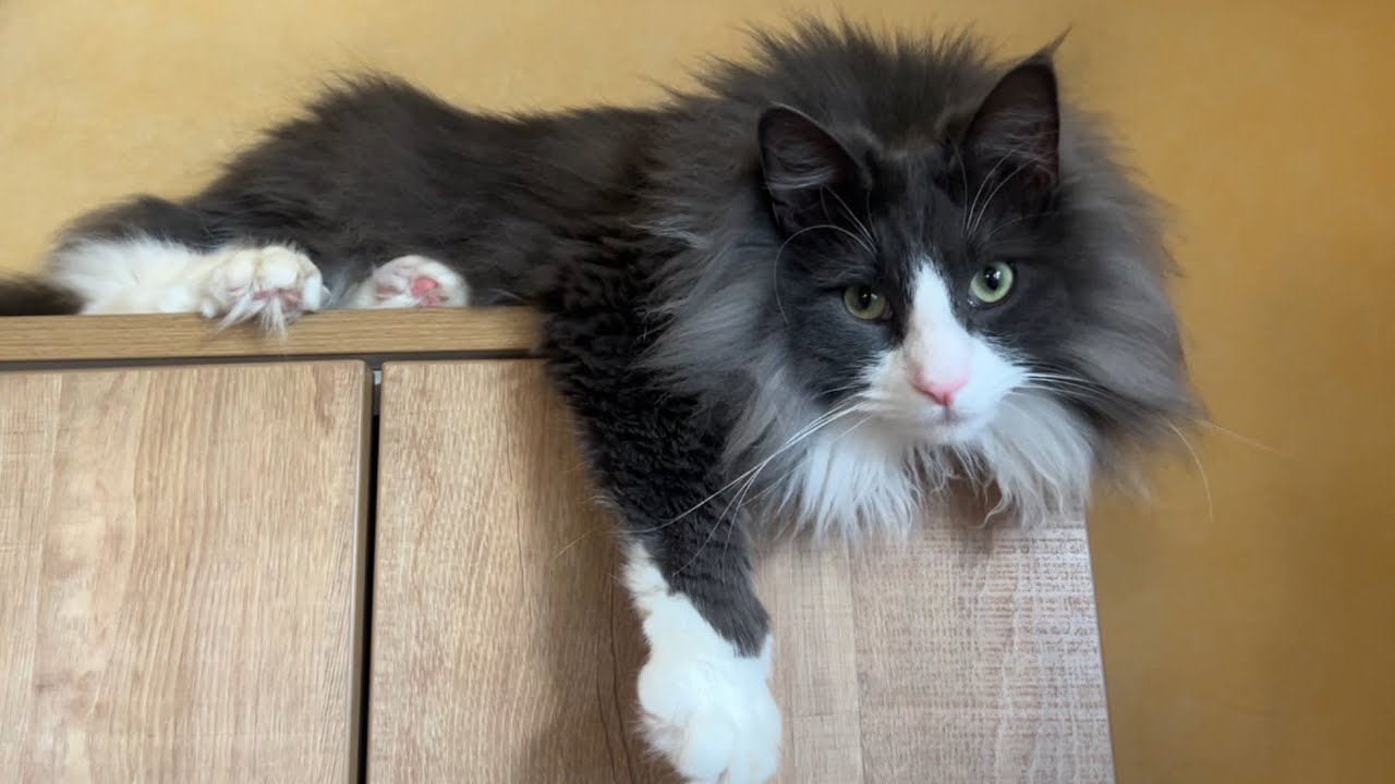 【挑戦‼︎】テレビ台の上に飛び乗れる子と、飛び乗れない子…！？ノルウェージャンフォレストキャットとターキッシュアンゴラ♡