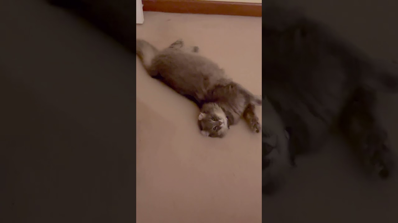 ニャンコ体操第一 #ねこ動画 #catshorts  #かわいい猫  #アメリカンカール