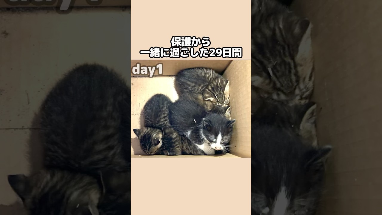 ダンボールにいた５匹・目の開かない子も・・かけがえのない29日間#shorts #子猫#保護 #保護猫 #子猫  保護