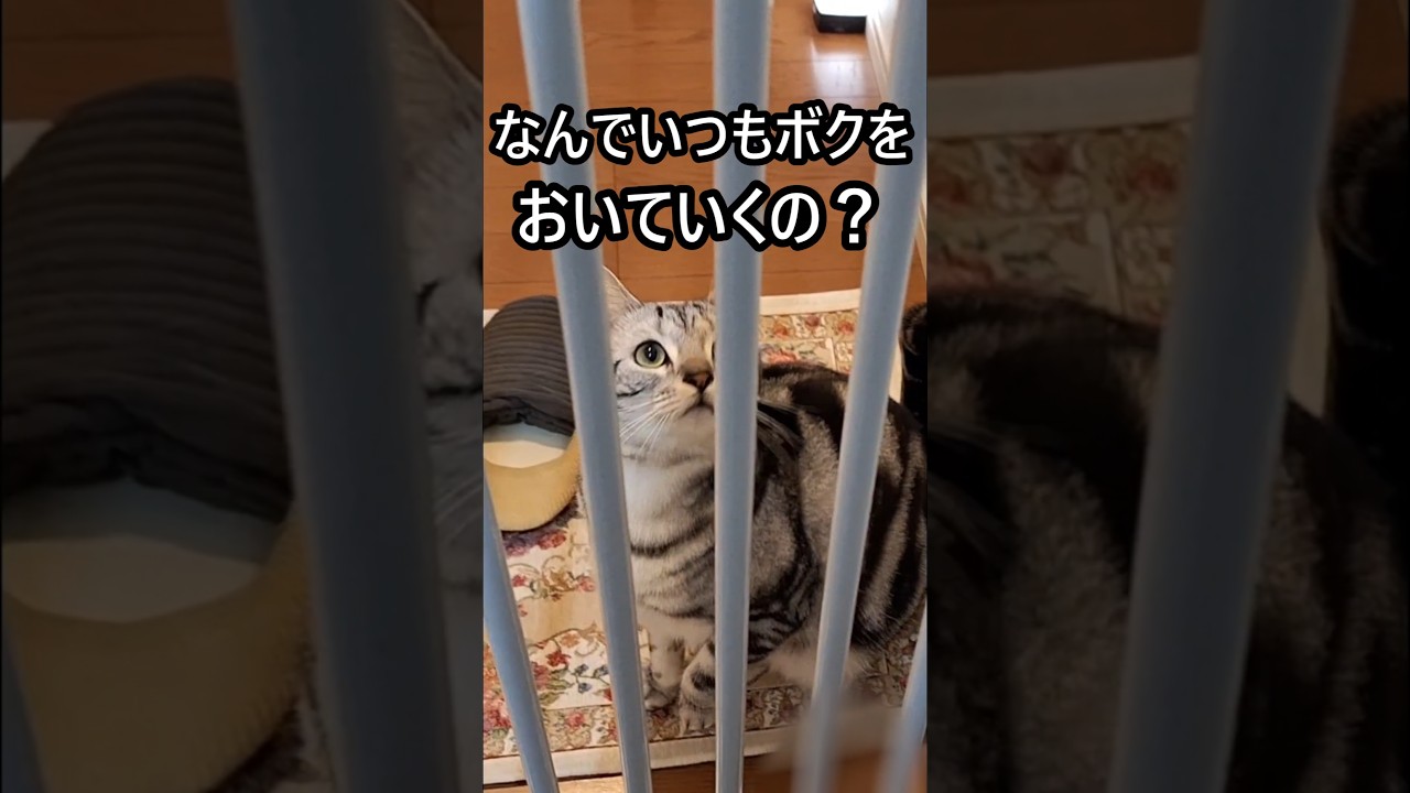 ｢#アメショ の男の子 キリアンの日常 何でいつもボクを置いていくの？｣#shortvideo  #ねこ  #cat  #猫 #アメリカンショートヘアー #猫