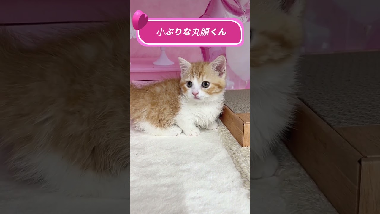 【ご家族様募集中】極短足マンチカン男の子♡ #cat #かわいい子猫 #kitten #子猫 #cute #子猫ブリーダー #短足マンチカン #短足ミヌエット