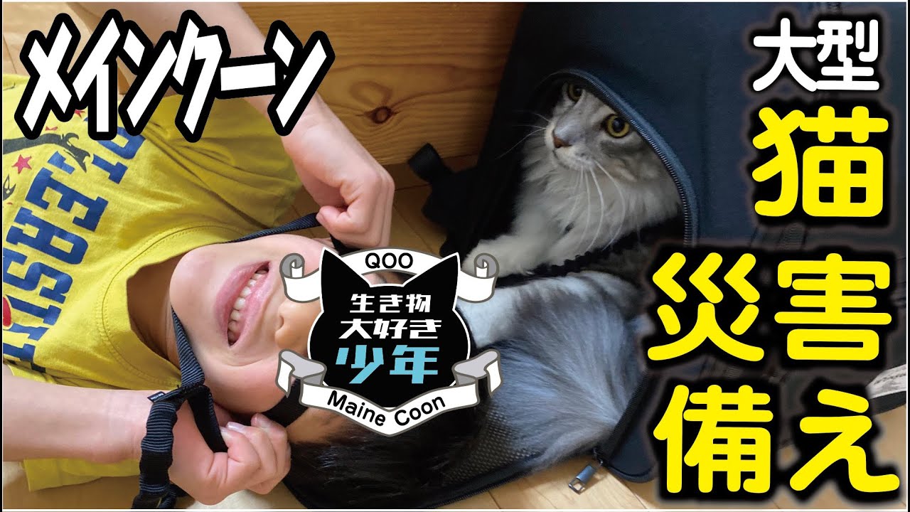 【メインクーン】地震や災害時の備え。大型猫に合うキャリーバッグとハーネスは？
