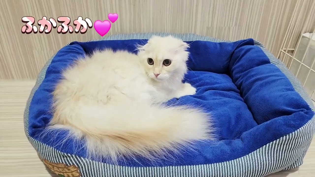 【スコティッシュフォールド&トイプードル】ふたりはなかよし！