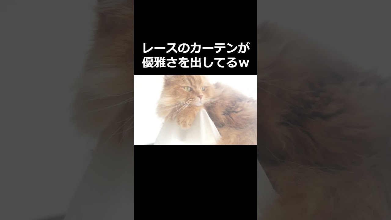 【猫】ネコの優雅な日向ぼっこ！#ねこ #ラガマフィン #猫のいる暮らし #癒される #可愛い #もふもふ