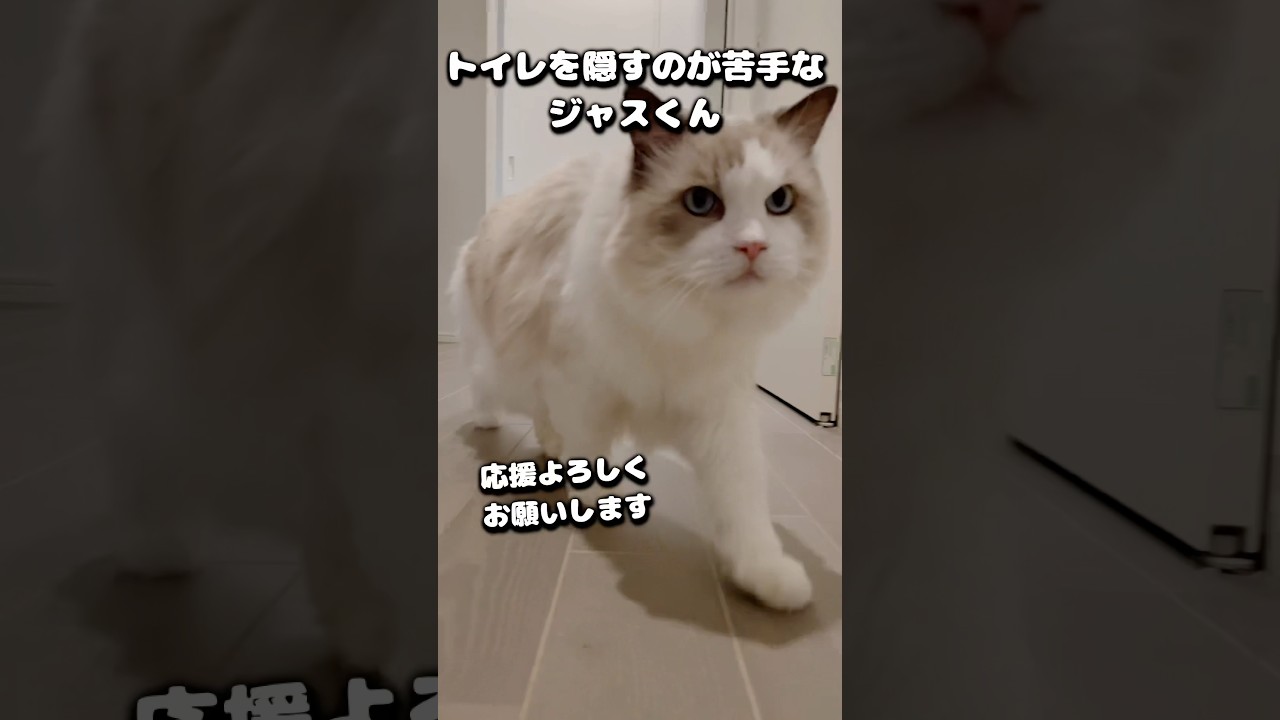 不器用な猫のトイレ隠しチャレンジ #ラグドール #猫 #cat #猫のいる暮らし