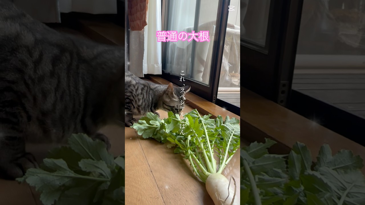 オレ、ねこ#2 #猫#ねこ#子猫#かわいい#おもしろい#野菜を食べる猫#shorts #cat #cute #sillycat #kittencat #cataloger #cupcut