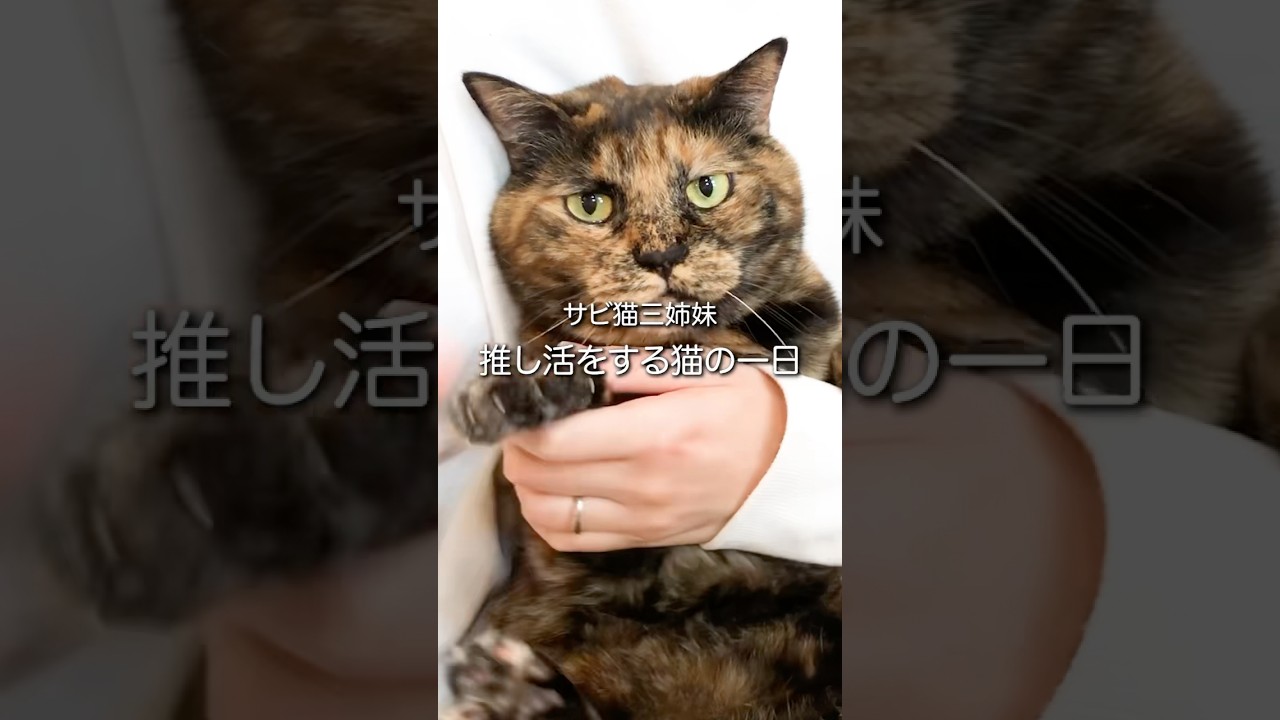 推し活をするサビ猫ぼんちゃんの一日 #猫