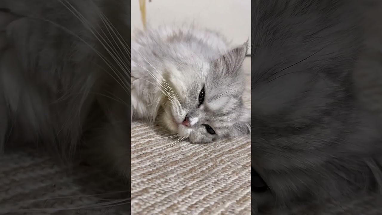 至近距離でも顔が良い🐱#猫 #ペルシャ #スコティッシュフォールド