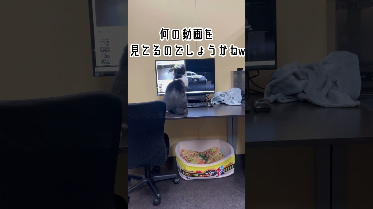 過去動画確認