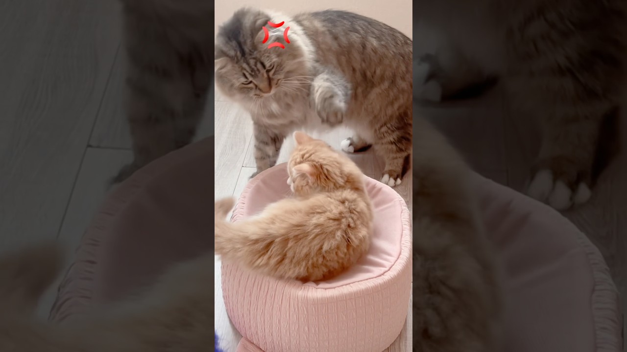 おでこの💢#猫#ねこ #ねこ動画 #かわいい猫 #猫好き #ミヌエット#ラガマフィン#ねこのいる生活 #cat #kitten #cute #catvideos