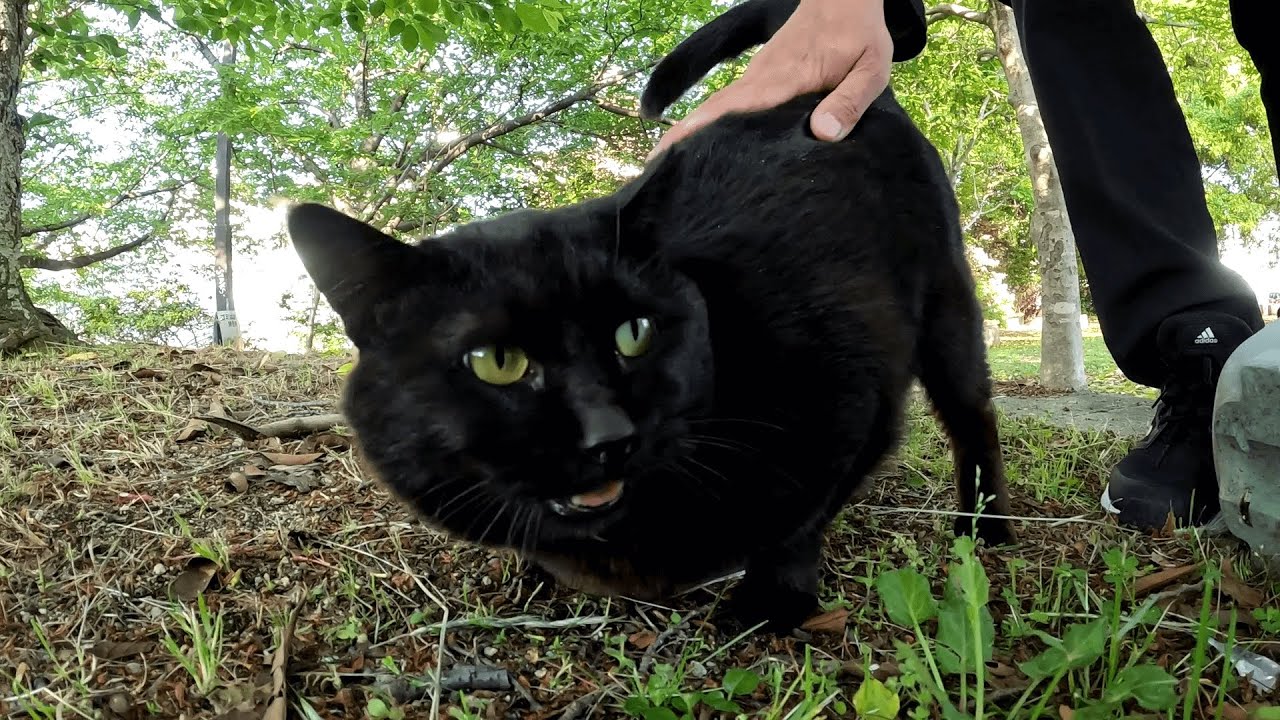 もったいぶったように遅れてやってきた公園の看板猫クロちゃん、相変わらずマイペースを貫いてるなｗ