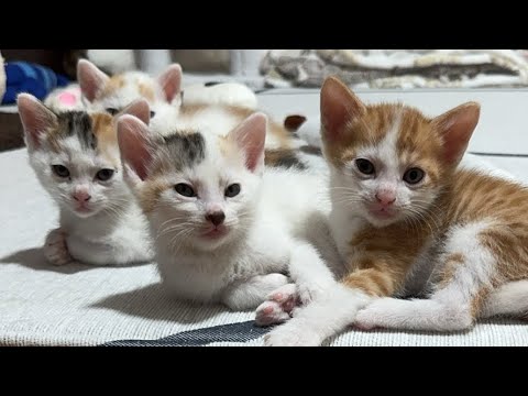 子猫たちと一緒に晩酌します🍻