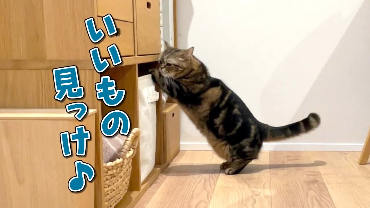 短い手を器用に使って探し物をする猫が可愛すぎました！