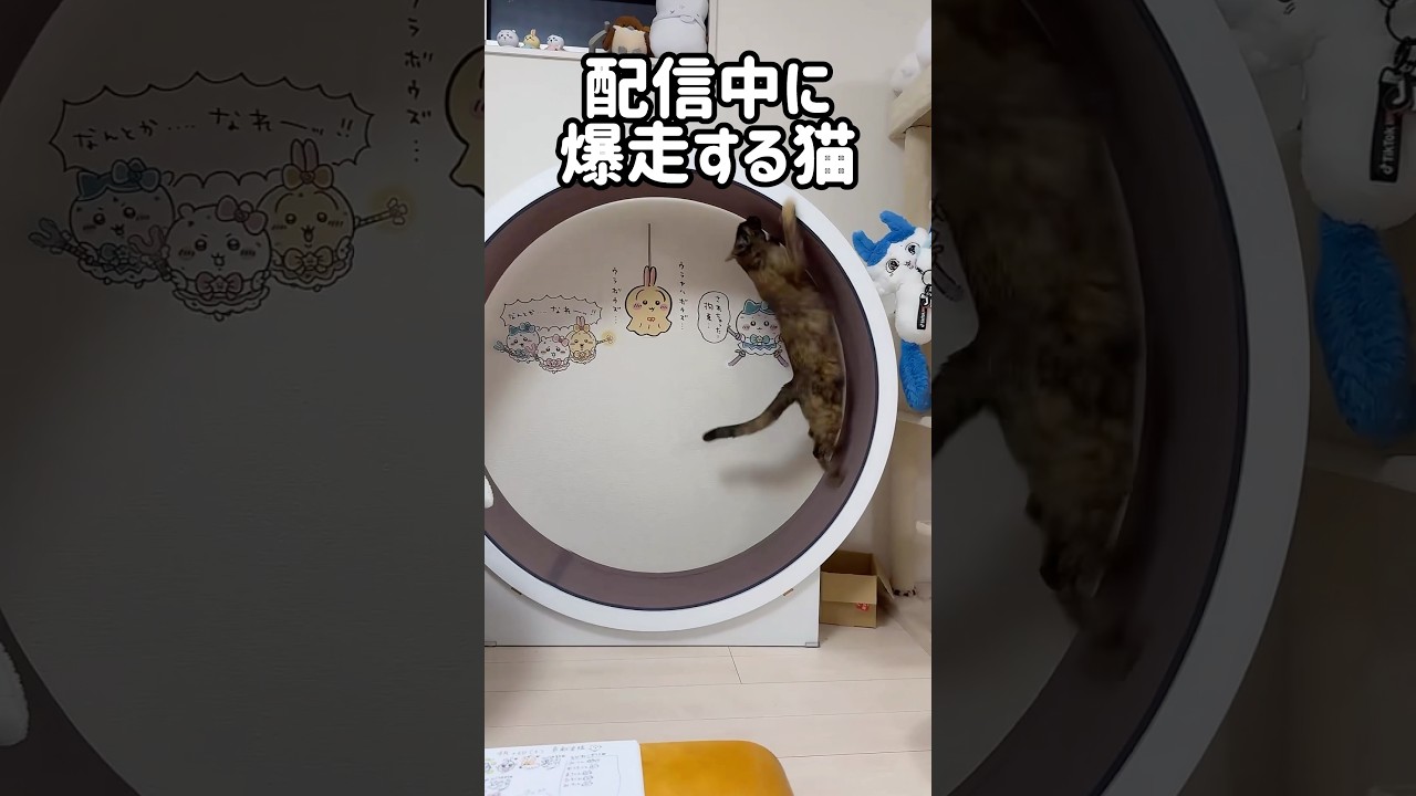 夜配信中に爆走する猫たち！ #shorts