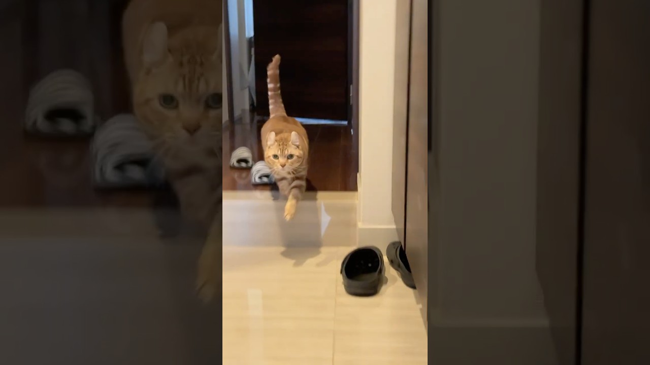 おかえりなさい猫ルイちゃん #cat #ねこ #アメリカンカール