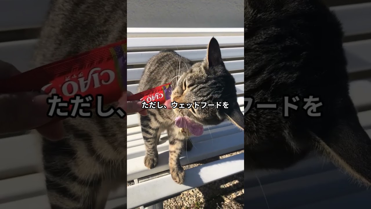 毎日どのくらい必要？猫の理想的な水分摂取量とは