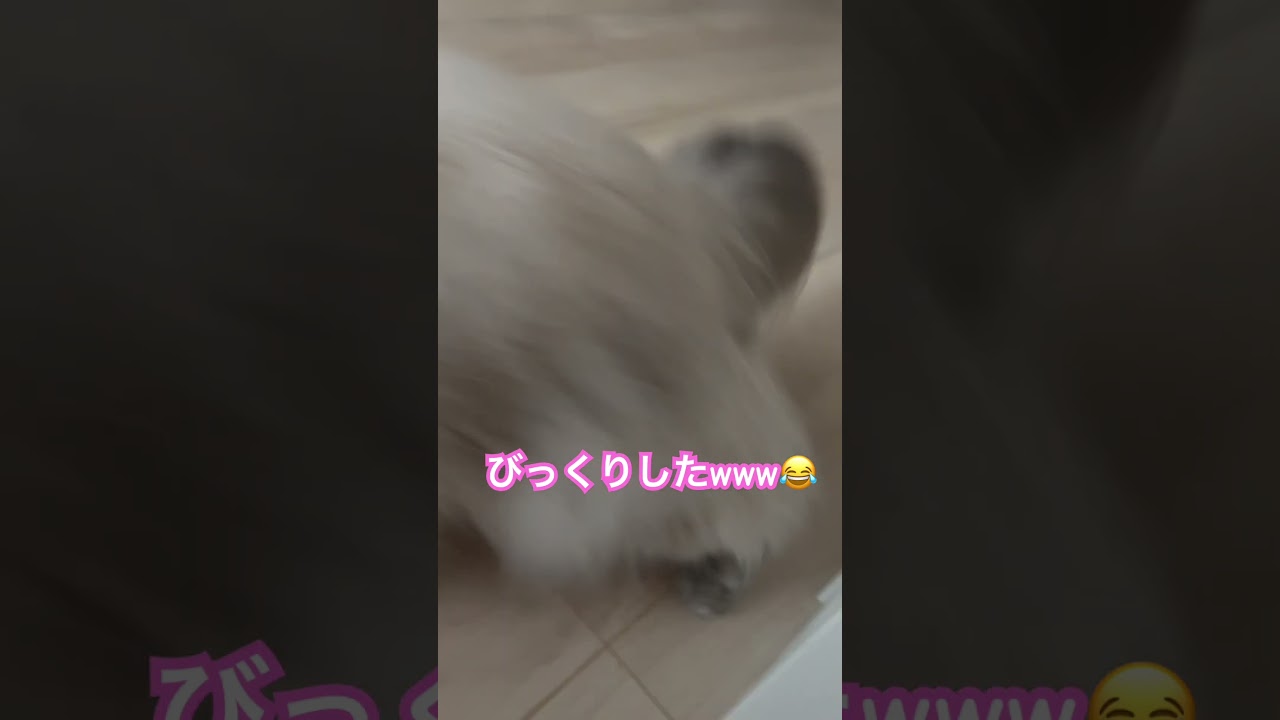 驚かせてきたヒマラヤンのマーベル🐈🐾 #shorts #cat #かしわねこ #猫のいる暮らし #子ネコ #猫好きさんと繋がりたい #三毛猫 #ねこ