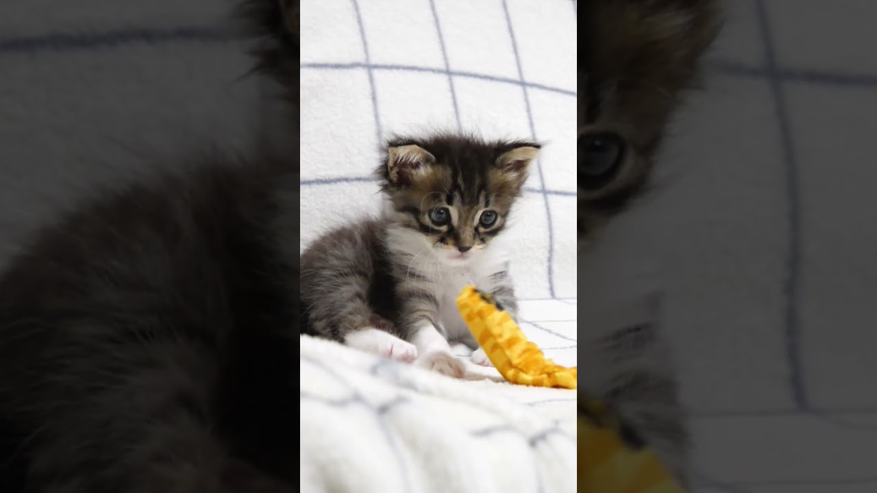子猫がおもちゃを見つめるも、いまひとつピンと来ない子猫#gatto #kitty #kitten #meow #子ネコ #gatto