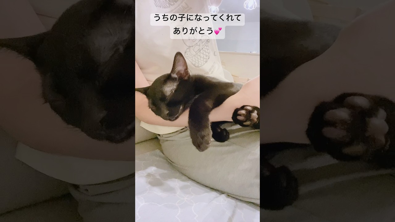 猫がいる幸せ #黒猫 #cat #ボンベイ #猫のいる暮らし #ねこ #猫 #子守唄