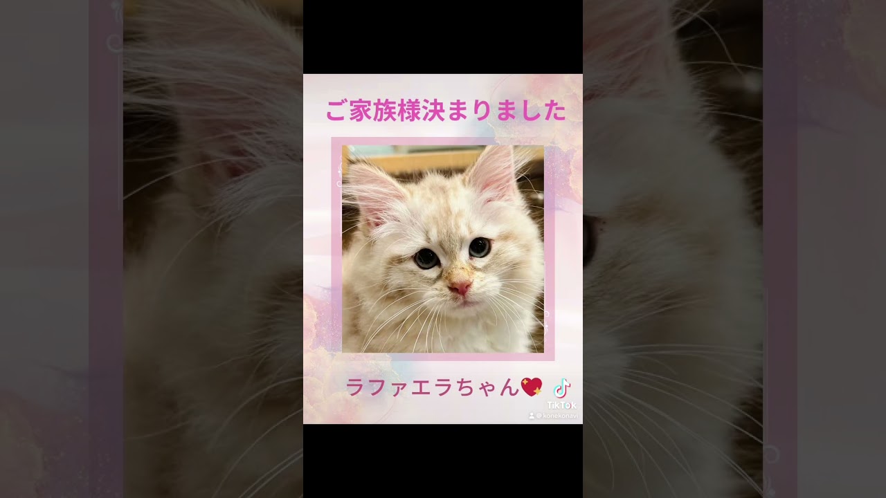抱っこができる#サイベリアン のラファエラちゃん😻ご家族様決まりました💕可愛い#子猫 が皆様を吉祥寺ロイヤルキャッツでお待ちしてます　#ペットショップ