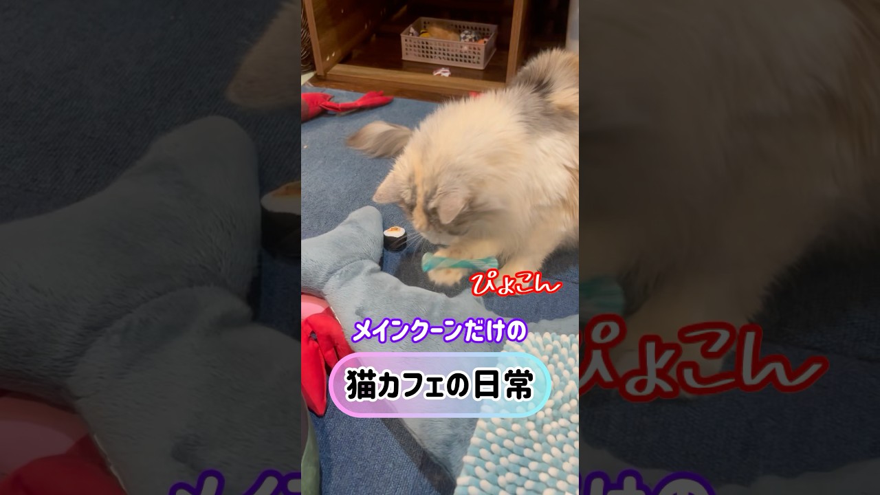 メインクーンだけの【猫カフェの日常】#歯磨き #cat #cooncat #mainecat