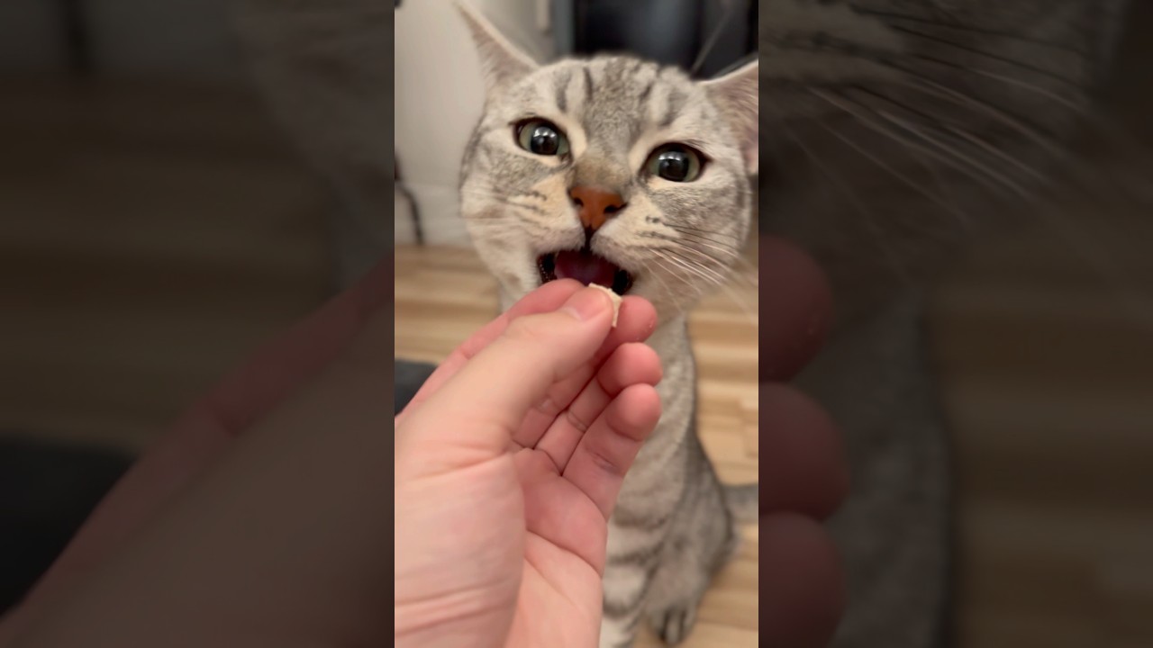 愛猫たちにササミを配るパパ!! #shorts #猫 #cat