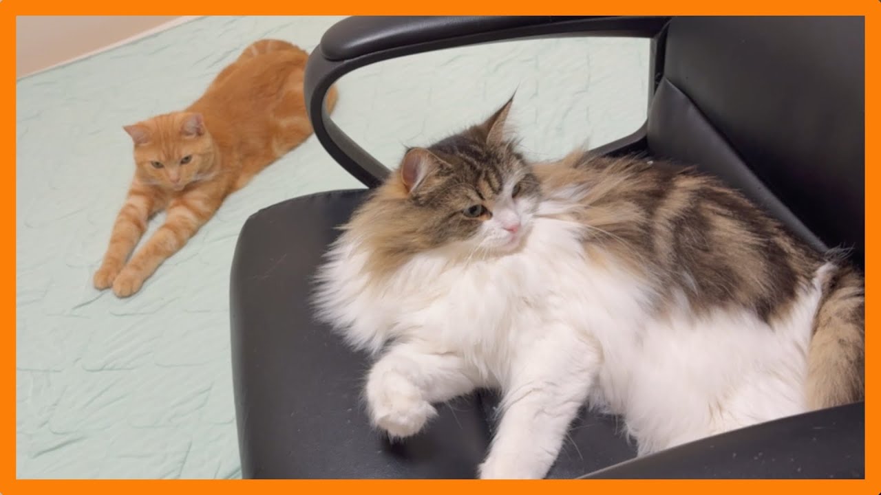猫と暮らす日常 #80〜寝室の布団を占領して寝る猫〜