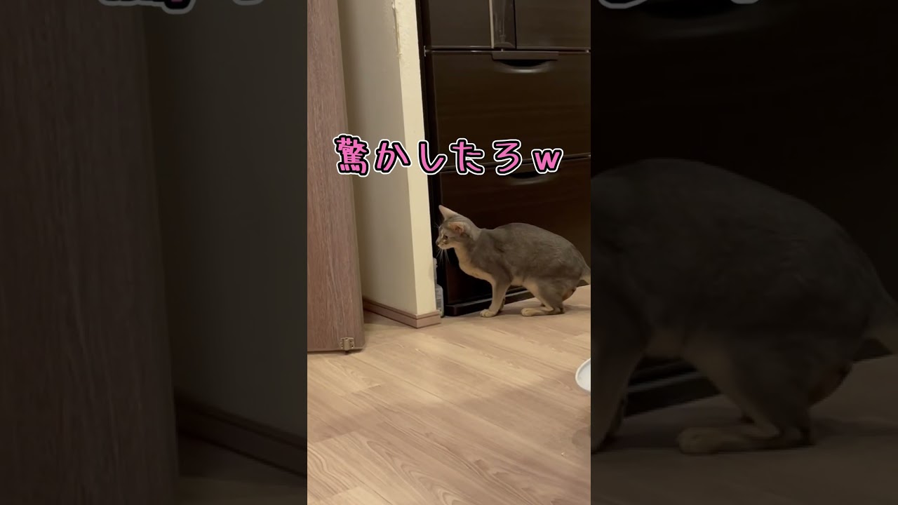 子猫にスルーされて困り顔になる猫さんが可愛かった♡ #shorts #猫 #アビシニアン