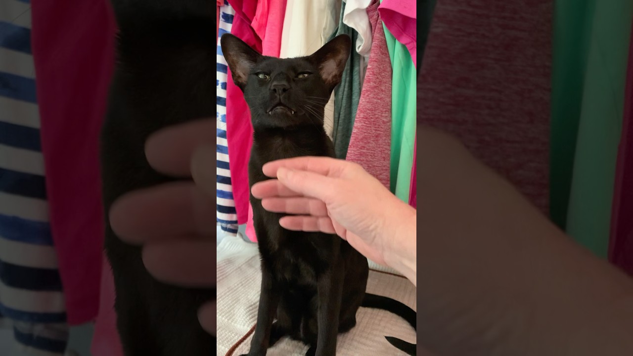 An act of kindness #shorts #fyp #cat #larry