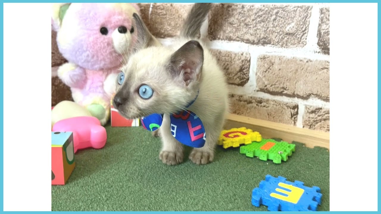 718742 トンキニーズ