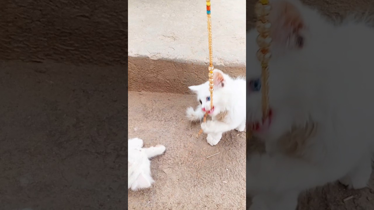 Tiny Kittens Explore Shiny Jewelry, Beautiful White Kittens Playing with Neck, #shorts