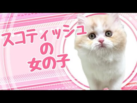 スコティッシュフォールドの子猫　（平野瓜破）