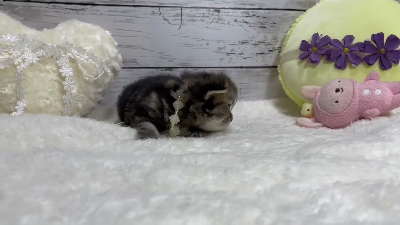 ミックス ブリティッシュ×ペルシャ(チンチラ)MIXです🤎