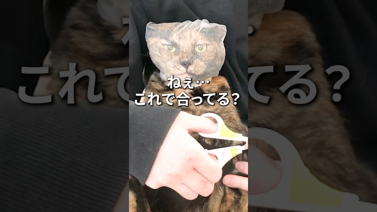 猫にネットを被せると良いと聞いたけど… #猫
