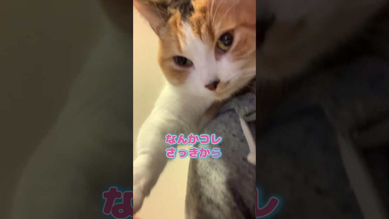 肩乗り猫が可愛過ぎる #マンチカン