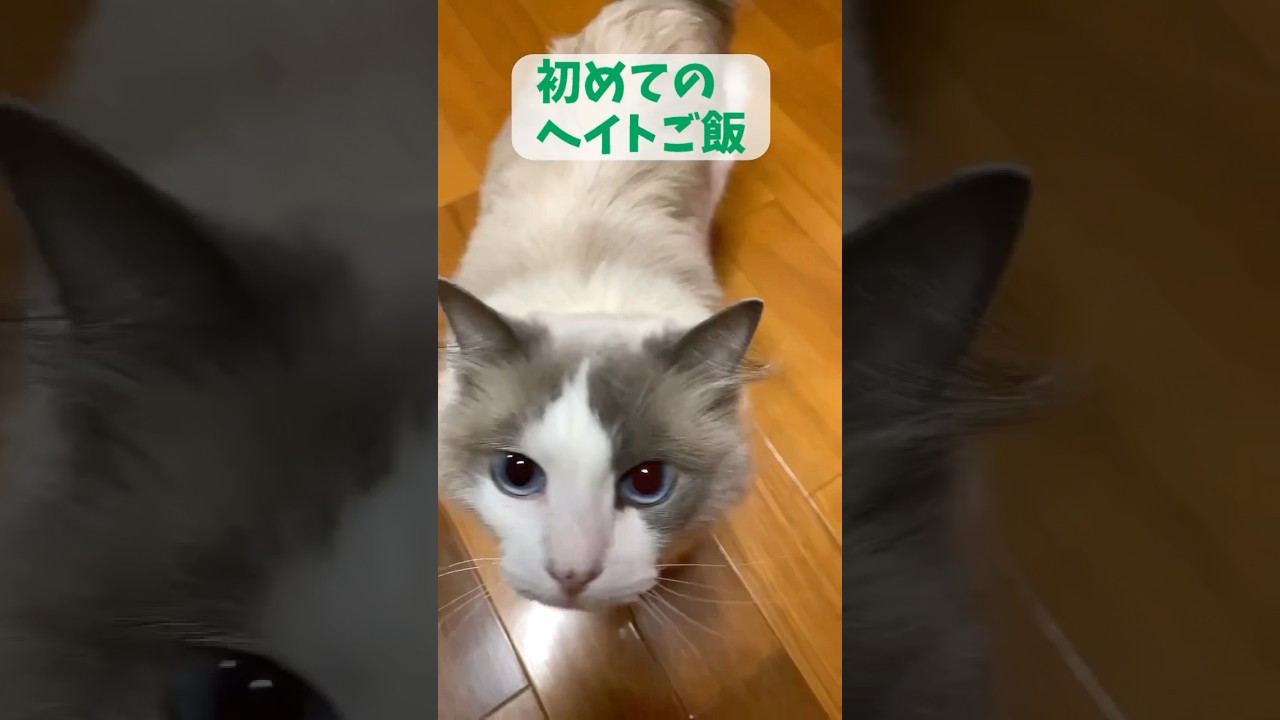 初めてのヘイトご飯 #猫 #cat #ラグドール #ragdolls #カレイ #shorts #煮付け