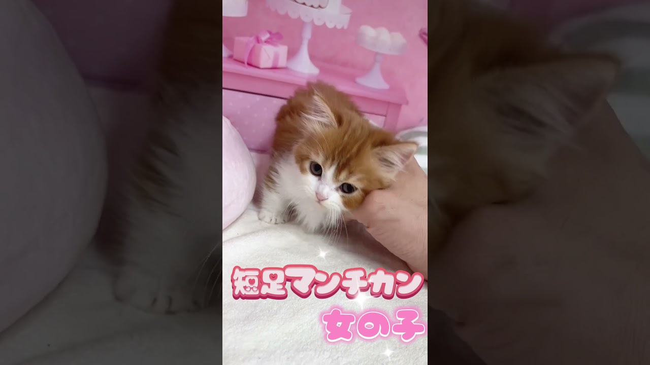 【ご家族様募集中】短足マンチカン女の子♡ #cat #かわいい子猫 #kitten #子猫 #cute #子猫ブリーダー #短足マンチカン #短足ミヌエット