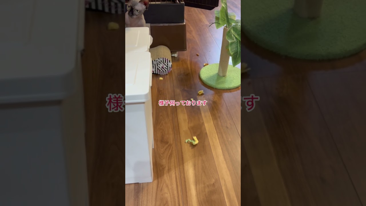 猫グッズ破壊のスフィンクス#shorts #スフィンクス #スフィンクス猫 #猫のいる暮らし #sphynx