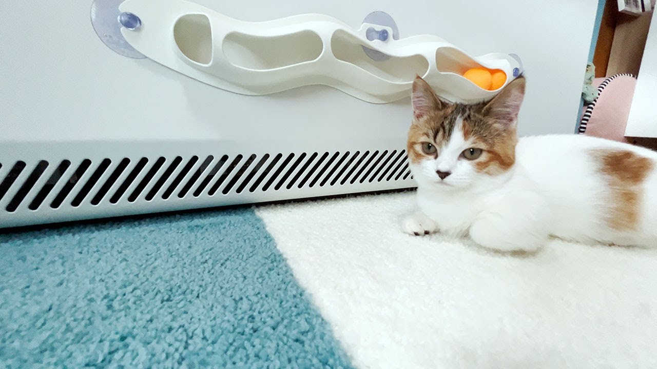 【マンチカン】3COINSの吸盤付きキャットトイ買ってきた