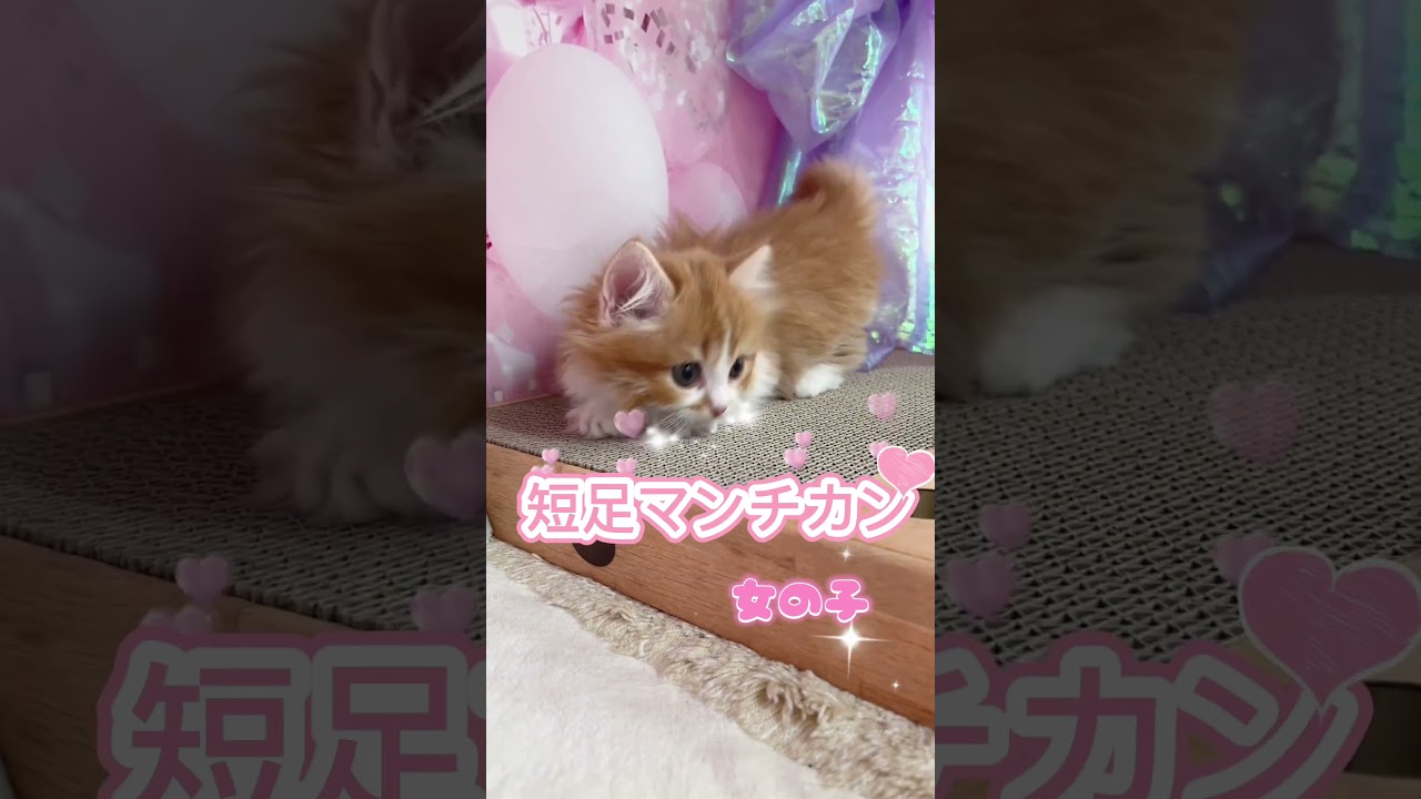 【ご家族様募集中】短足マンチカン女の子♡ #cat #かわいい子猫 #kitten #子猫 #cute #子猫ブリーダー #短足マンチカン #短足ミヌエット