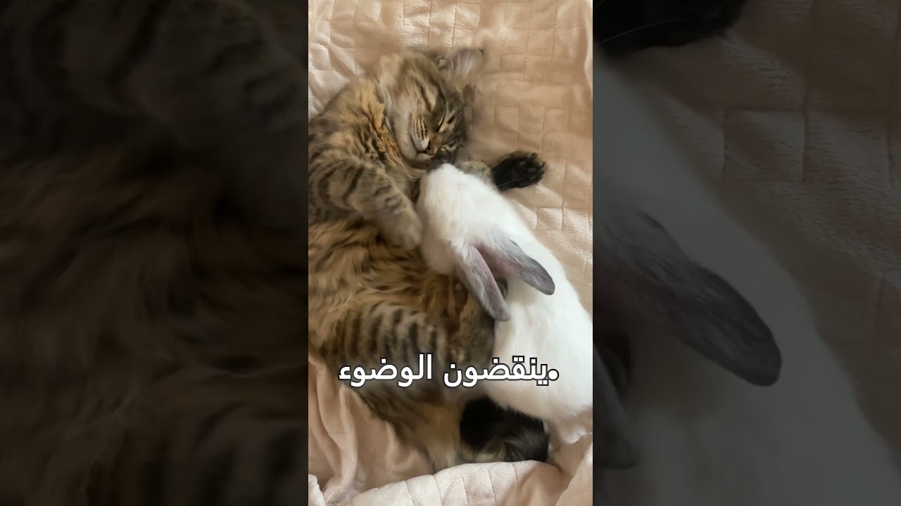 هل تساءلت يوماً عن المكانةالقطة في الإسلام؟  #قطط #تربية_قطط #عالم_القطط #اكسبلور #حب_القطط