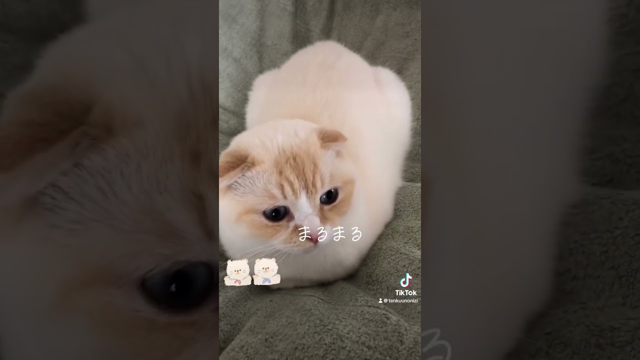 モフモフフラペチーノ #猫 #猫のいる暮らし #スコティッシュフォールド